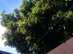 Árvore de grande porte causa rachaduras em residência no Trapiche