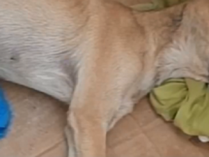 Comissão busca responsável por abandonar cadelinha em saco plástico no Feitosa