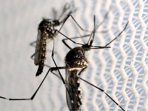 Casos de dengue em Alagoas quase triplicam em 2021, aponta Ministério da Saúde