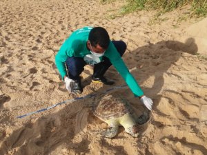 Tartaruga marinha é encontrada morta na Praia de Cruz das Almas, em Maceió