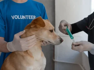 Câmara dos Vereadores discute criação de farmácia veterinária solidária