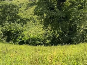 Corpo de idoso que estava desaparecido é encontrado na zona rural de Palmeira dos Índios