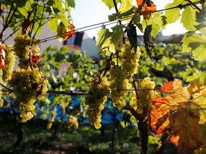 Agricultura: Brasil autoriza importação de uva e alho do Egito