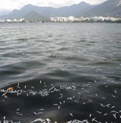 Mais de 55 toneladas de peixes mortos são recolhidas de lagoa