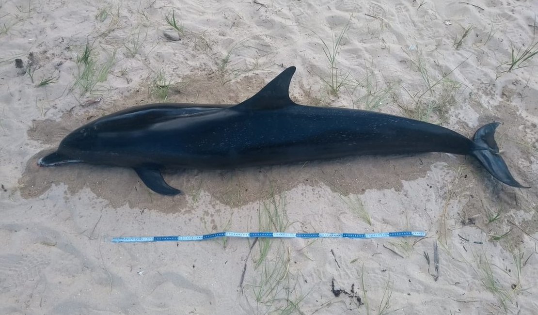 Golfinho é encontrado morto na praia de Sonho Verde, no Litoral Norte