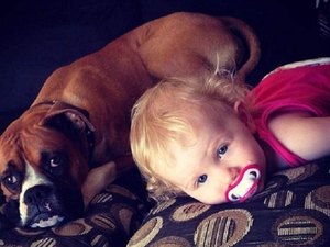 Em ato heroico, cachorro salva criança de cobra venenosa e fica em estado grave