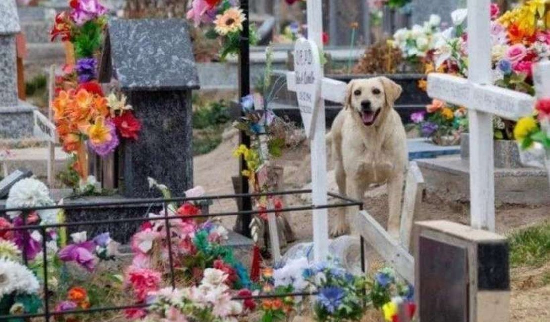 Cachorro se muda para cemitério depois da morte do dono