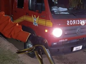 Cobra assusta moradores de residência e é resgatada pelos bombeiros