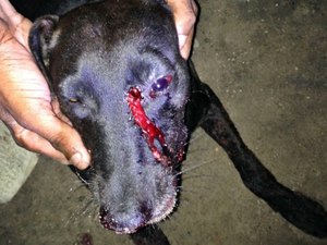 Cachorro é baleado ao procurar churrasco em festa