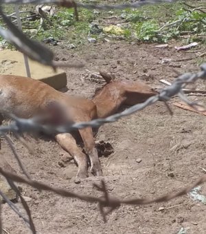 População denuncia animais agonizando em terreno no bairro da Levada