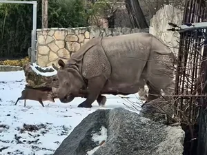Cervo 'minúsculo' encara rinoceronte de 1,7 tonelada e cena viraliza