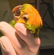 Maritacas são pintadas como papagaios para valer mais no tráfico de animais no RJ