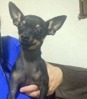 Tutora pede ajuda para localizar cadela Pinscher que desapareceu no Sítio Capim em Arapiraca