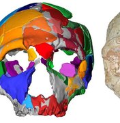 Crânio encontrado na Grécia pode reescrever história do homem moderno