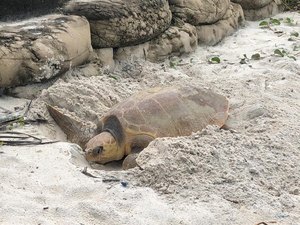 Tartaruga-cabeçuda é avistada desovando em praia do Pontal da Barra