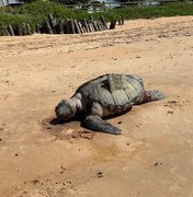Tartaruga é achada morta em praia do município de Barra de Santo Antônio