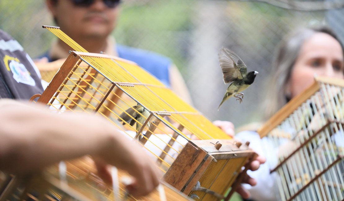 De volta à natureza: aves ganham liberdade no Dia da Consciência Negra