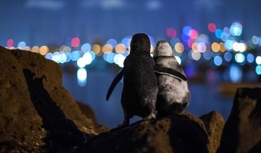 A premiada foto de pinguins viúvos que parecem se confortar sob as luzes da cidade
