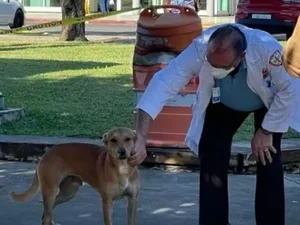 Cachorro 'guarda' corpo de dono após homem morrer em Porto Rico