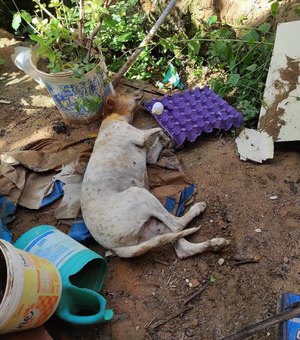 Envenenamento de animais causa revolta em Maragogi