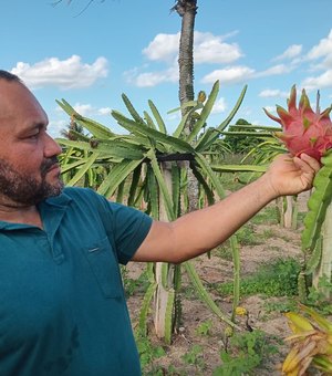 [Video] Pitaya torna-se uma boa alternativa de renda para a agricultura familiar em Arapiraca