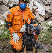 Bombeiros de luto: morre Joy, cadela de trabalho de resgate em Alagoas