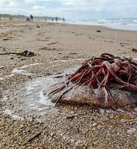 Água-viva queima adolescente na Praia do Francês e menina é socorrida