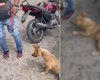 Homem é flagrado arrastando cachorro preso a uma corda com uma moto, em Arapiraca