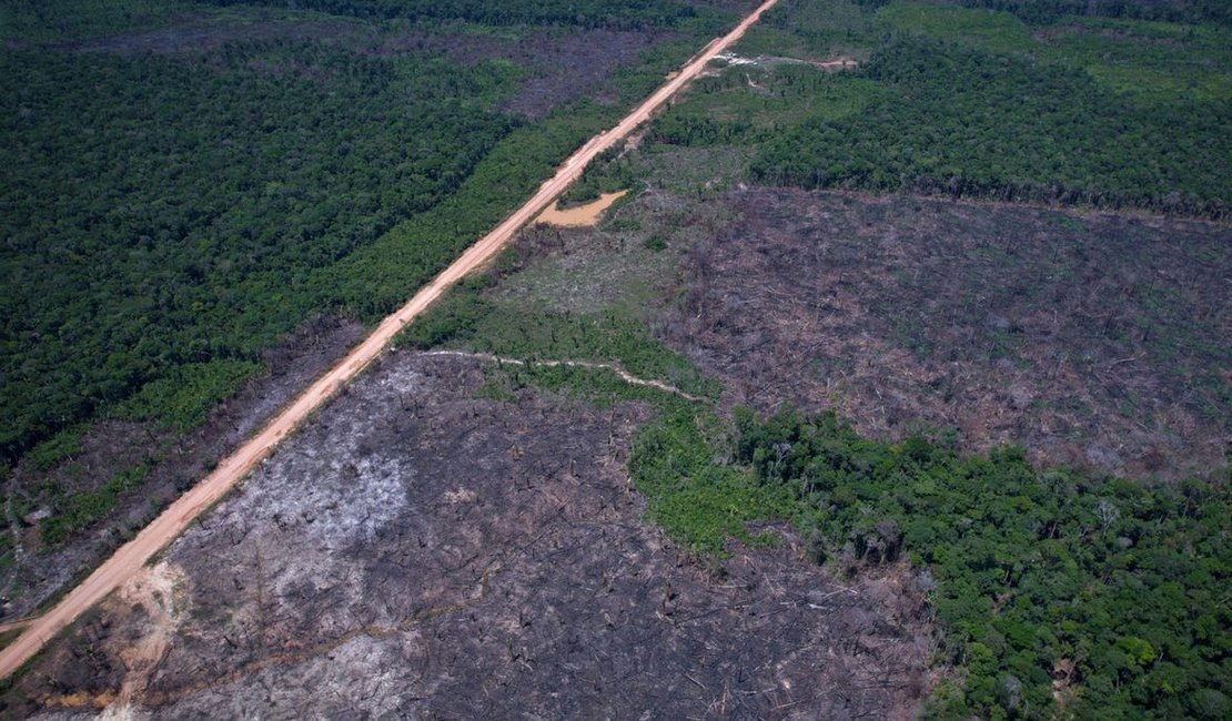 Alertas de desmatamento caem 35% na Amazônia e 6% no Cerrado
