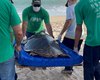 Instituto Biota de Conservação confirma soltura de uma tartaruga-de-pente na praia de Guaxuma