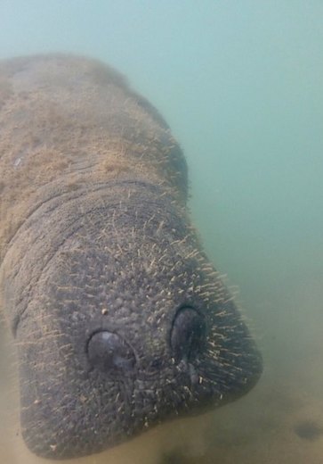 Laudos sobre mortes de peixes-bois em Porto de Pedras apontam contaminação