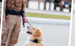 Golden Retriever vira destaque ao posar para sessão de fotos em desfile