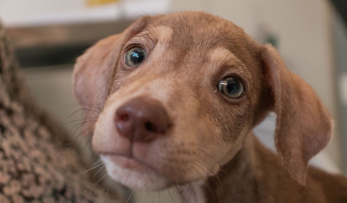 Grupo de protetores de animais realiza feira de adoção e bazar beneficente neste domingo