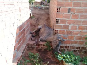 [Vídeo] Moradores fazem apelo para Zoonoses recolher cavalo morto