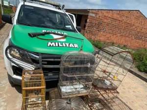 Batalhão Ambiental apreende armas de caça e resgata aves silvestres em Rio Largo