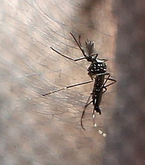Justiça autoriza prefeitura invadir imóveis no combate à dengue