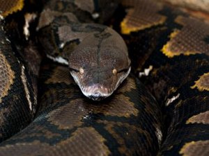 Cobra pica jovem que usava banheiro: “Espero que meu pênis se recupere”