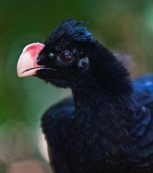 Mutum-de-Alagoas agora é oficialmente ave símbolo do Estado