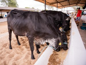 Adeal realiza campanha de atualização cadastral de rebanhos em novembro