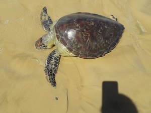 Tartaruga marinha é encontrada morta na praia do Pontal do Peba