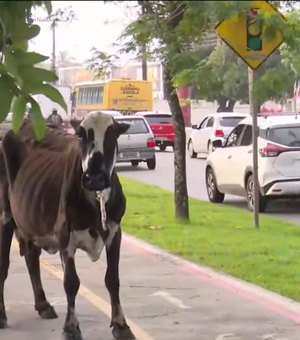 Vaca é flagrada “passeando” na Av. Durval de Góes Monteiro e causa tumulto em Maceió