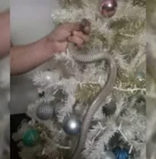 Vídeo. Família acha cobra enrolada em árvore de Natal