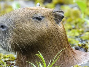 Capivara e anta brasileira, amigas, são sacrificadas em zoo na Inglaterra