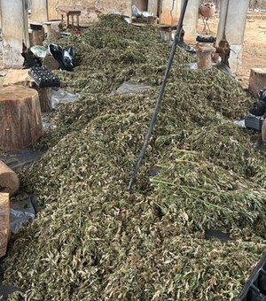 PF faz operação contra grupo que cultivava e distribuía maconha em Alagoas