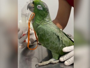 Maritaca recebe nebulização durante atendimento veterinário e encanta internautas com reação