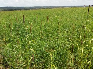 Dia de Campo da soja reúne produtores de diversas regiões em Campo Alegre