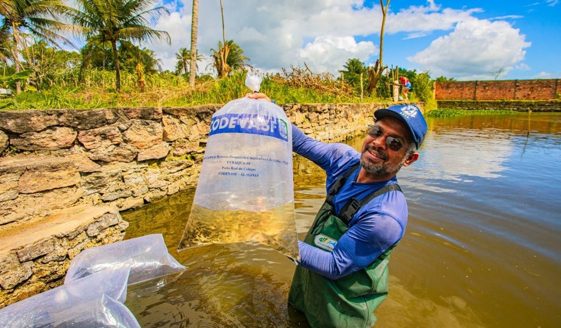 Prefeitura e Codevasf realizam a entrega de 22 mil alevinos aos produtores rurais de Arapiraca