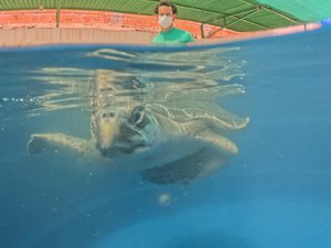 Tartaruga-oliva é reabilitada e reintroduzida ao mar na Praia de Riacho Doce