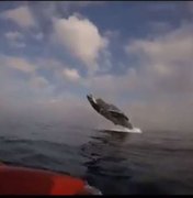 Baleia jubarte surpreende remadoras em praia no Rio de Janeiro