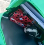 Menina de 4 anos tenta levar pinscher de 30 dias na mochila para a escola em Cuiabá